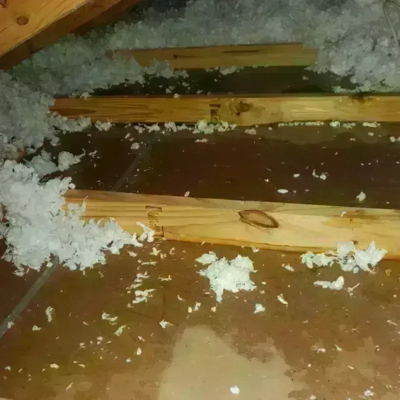 Attic Water Damage in Dayton, MN